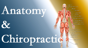 OrthoIllinois Chiropractic proudly delivers chiropractic care based on knowledge of anatomy to diagnose and treat spine related pain.