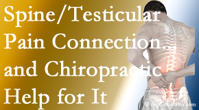 OrthoIllinois Chiropractic shares recent research on the connection of testicular pain to the spine and how chiropractic care helps its relief.