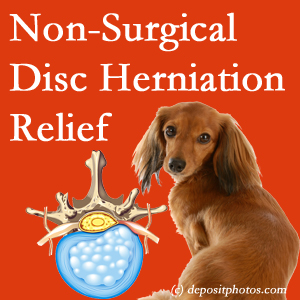 Often, the McHenry disc herniation treatment at OrthoIllinois Chiropractic effectively reduces back pain for those with disc herniation. (Veterinarians treat dachshunds’ discs conservatively, too!) 