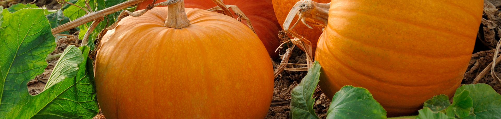 McHenry Pumpkin Leaves’ help for disc degeneration