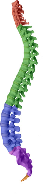 OrthoIllinois Chiropractic aims to help maintain or attain a healthy spine with healthy discs with McHenry chiropractic care.